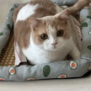 ウマ娘プリティーダービー 東京メガイルミ テイエムオペラオー 缶