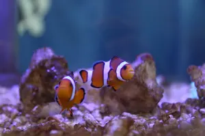 クマノミ