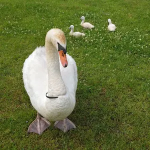 値下げ！JINGER シンガー上下セット ユニセックスM 新品未使用 - メルカリ