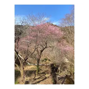 ✨未開封✨レア 美少女戦士セーラームーン ラインストーン付きバス