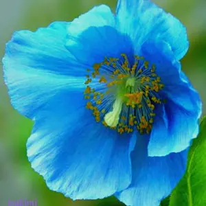 クラブツリー&イブリン スパイダーリリーオードトワレ - メルカリ