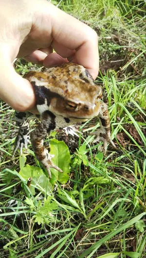 千軒石。火山岩 水石 黒色 円柱形 - メルカリ