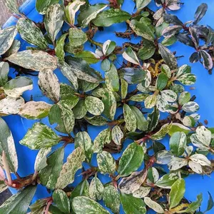 ブセファランドラ シルバーベンティー Bucephalandra - メルカリ ブセファランドラ シルバーベンティー Bucephalandra - メルカリ