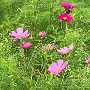 米津玄師 IRIS OUT JANE DOE ストラップ 非売品 未開封 - メルカリ