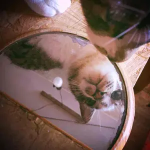 キクリ〖プロフ必読〗