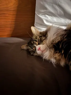 メルたっど