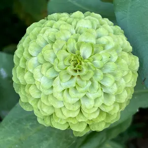 白紫陽花1年物抜き苗-2 - メルカリ 白紫陽花1年物抜き苗-2 - メルカリ