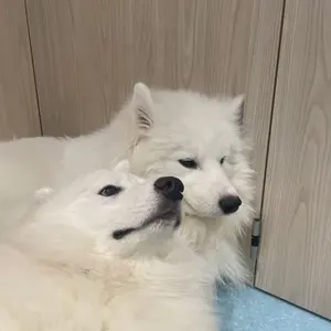 LAVIÈRE ナイトキャミ BCD/M ブラック - メルカリ