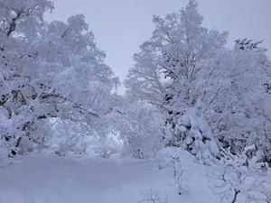 セワポロロ 招福の使者 アイヌ 角三本タイプ - メルカリ