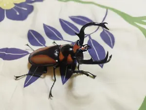 りよ☆さん提案価格 Microchilus tridax red 2株 - メルカリ