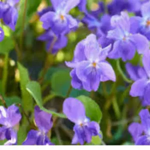 そう　即購入OKです