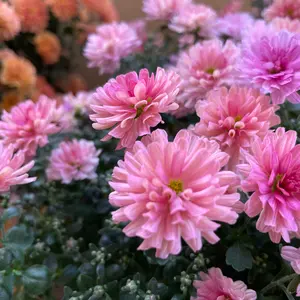 Yun@グッズ断捨離中