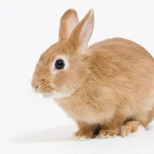 木製 能面 笑顔と悲しみの表情 - メルカリ