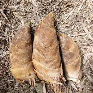 4月2.3.4日！収穫分発送します！福岡県八女産 朝掘たけのこ 10kg 米糠