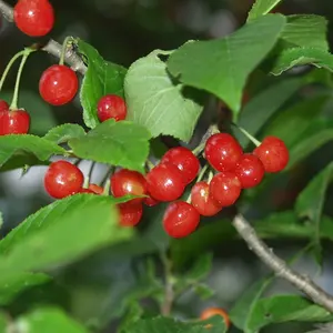 未使用 マッサージマット ST-300 ピンク - メルカリ