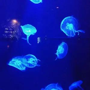 にじさんじEN アルバーン・ノックス オードトワレ 香水 アクリル