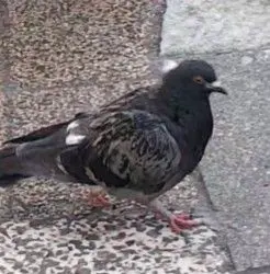 超希少】基本草エネルギー マクドナルド プロモ PSA10 - メルカリ