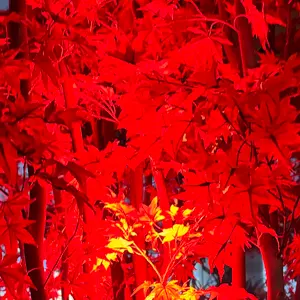 鬼滅の刃 C104 コミックマーケット寝そべり 煉獄杏寿郎 布ポスター