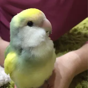 ちゃんみなグッズクロップド丈ジップフーディ - メルカリ