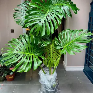 極太幹・存在感抜群】パキラ 観葉植物／特大サイズ 引き取り限定