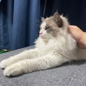 Umbro アンブロ CFC AMIGA チェルシー 90s プレミア Umbro アンブロ CFC AMIGA チェルシー 90s プレミア 100周年の『UMBRO