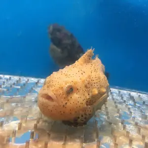 【週末限定値下げ】サントリー　有田焼　織部松竹梅文徳利瓶 【古酒】 最終値下げ】サントリー 有田焼 織部松竹梅文徳利瓶 【古酒