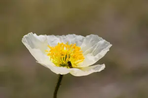 あこたぢ