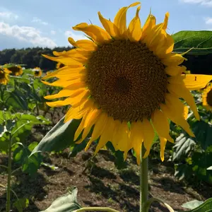 新品】 BE:FIRST ファンクラブ限定 Tシャツ ツアーT バンT - メルカリ