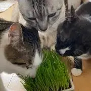 ヘルブラウ マフラーニットキャップ あのちゃん - メルカリ