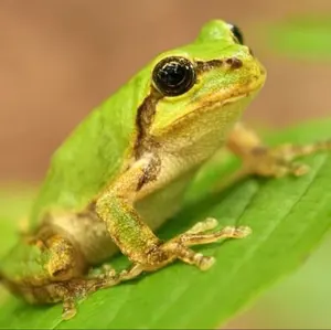 高嶺のなでしこミニフォトカード 2025/12対バン新黒衣装メンバーコンプ
