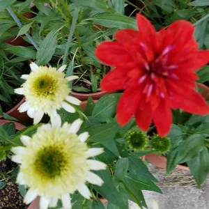 輪葉葉幸運の招き猫 8匹 - メルカリ