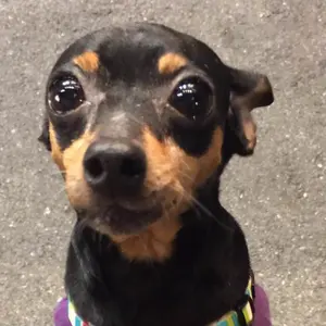 オオヒロCRESCENT ヘアドライヤー グレー引き取りのみ発送はしません