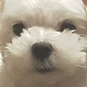ちょこさん☆