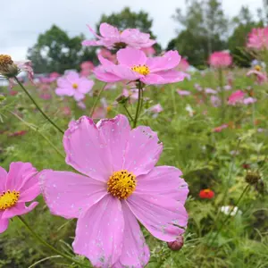 新品未使用】てんこ クレンジングバーム 絞り器付き - メルカリ