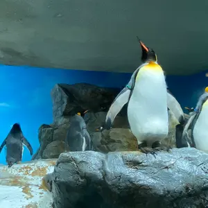 Free 複製ミニ原画 円盤特典 七瀬遙 橘真琴 松岡凛 桐嶋郁弥 椎名旭