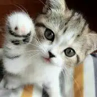 ねこぱんち　重要配達日数プロフ見て下さい