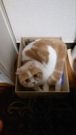 専用帯3528 3645 3393 3644 四点セット●高級 正絹 片面全通 専用帯3528 3645 3393 3644 四点セット○高級 正絹 片面全通 - メルカリ