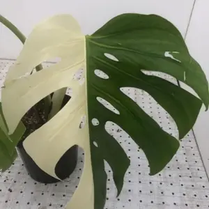 現品一点物 もみじ大苗4点セット 人気品種 接木苗 現品一点物 もみじ大苗4点セット 人気品種 接木苗 - メルカリ