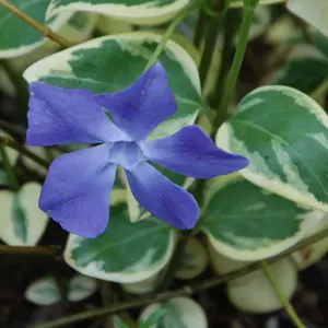 山野草 藤袴ガチャ⑧ 白いフジバカマ 抜き苗 山野草 藤袴ガチャ⑦ 白いフジバカマ 抜き苗 - メルカリ