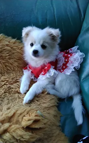 お値下げしました!美品パーリーゲイツフード付きパーカージャケット4