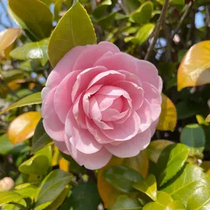 新品】あいみょん ヘブンズ・ベーカリー トレーナー お助けスウェット