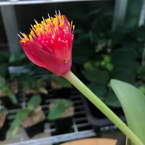 グリーンノート