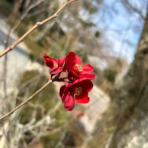 ミナペルホネン　happa ダークグリーン 七分袖 ひざ丈ワンピース　38 ミナペルホネン happa ダークグリーン 七分袖 ひざ丈ワンピース 38