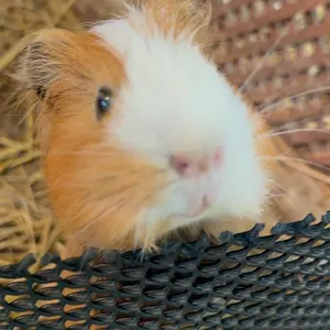 ウ*ク様 RICOH R10 (カラー:シルバー) 動作確認済み オールドコンデ