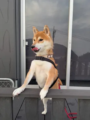 ポケモンカード アチャモデッキ キモリデッキ ミズゴロウデッキ 【3点