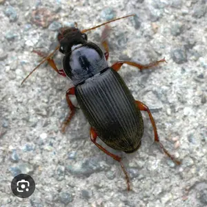 鯰様専用にて他の方はご遠慮下さいませ FXR SUPERTRAPP ステンレス