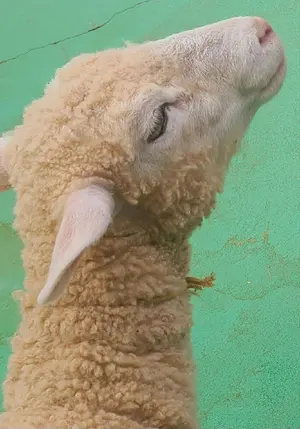 トラック 仮眠カーテンとハンドルカバーセット チンチラブラウン