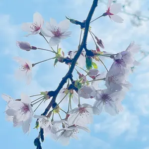 超特急 柏木悠 ハル ペンライト 3本セット - メルカリ