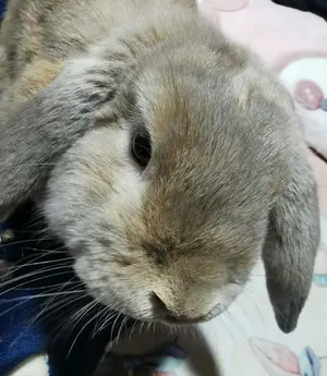 ブルーミングレディアンス 未開封 8box + スタートエールセット 2箱