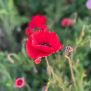 涼風
